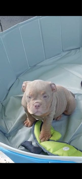 Американський Буллі