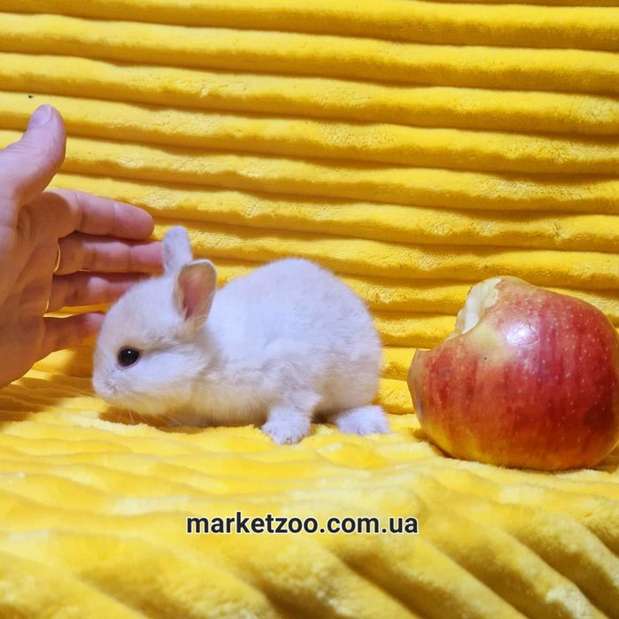 Супер миник в невероятно редком окрасе