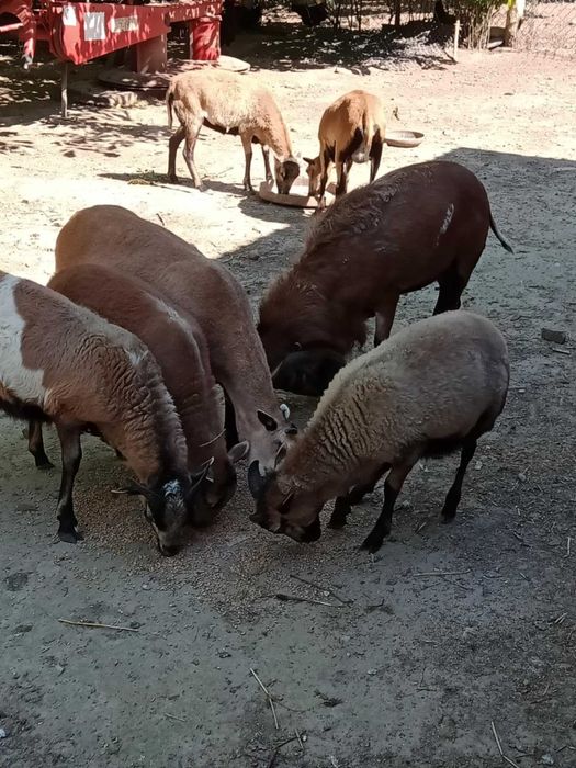 Sprzedam owce kameruńskie