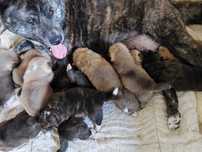 Akita inu socjalizowana przez zoopsychologa