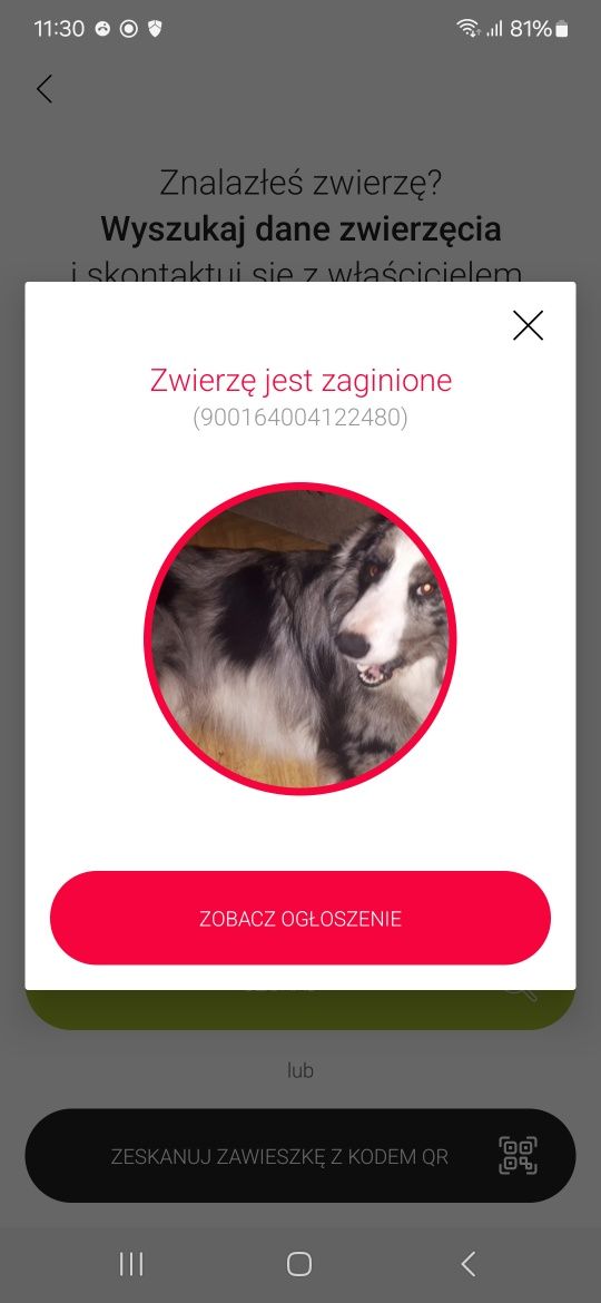 Border Collie zaginął