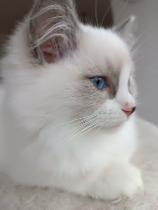 Kocurek Ragdoll blue mitted z legalnej hodowli