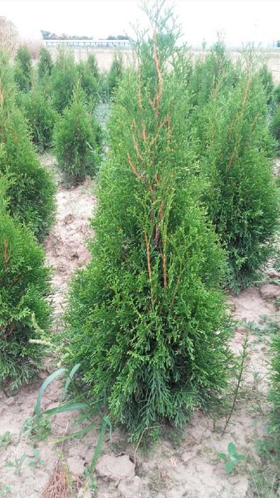 Tuja Thuja Szmaragd