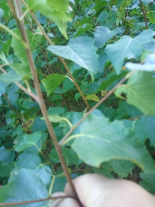 Sadzonki brzozy brodawkowatej