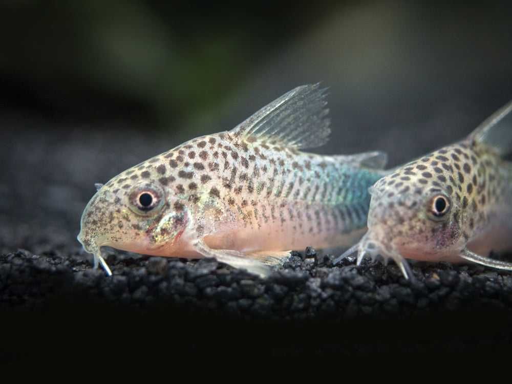 Kirysek szmaragdowoogonowy - Corydoras similis - Kirys - dowóz