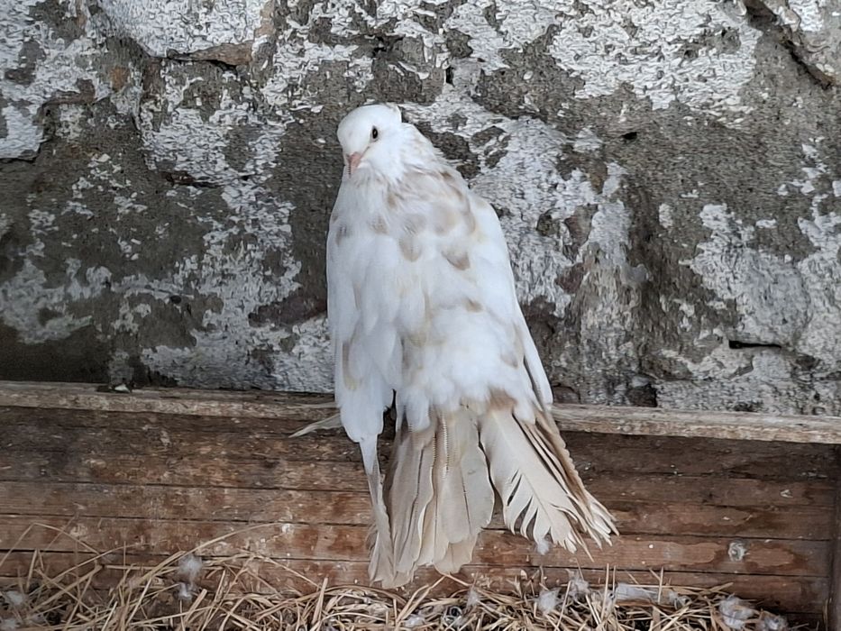 Gołębie pawiki dorosłe