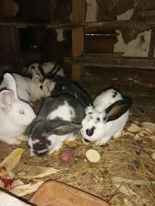 Króliki po srokaczu