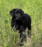 Czarna suczka, labrador retriever FCI, ZKwP