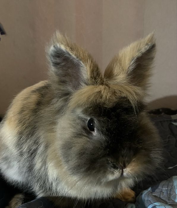 Перетримка домашніх улюбленців