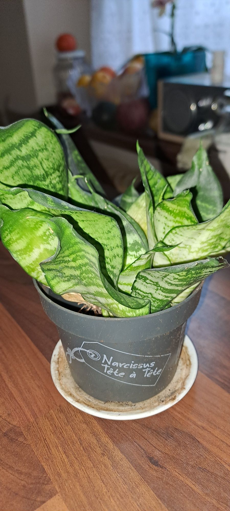 Sansevieria Hahnii -oczyszczacz powietrza