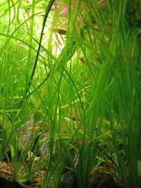 Trawa, Valisneria Spiralis - roślina akwariowa
