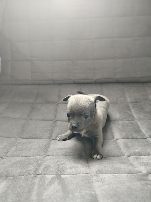 Sprzedam pieska chihuahua