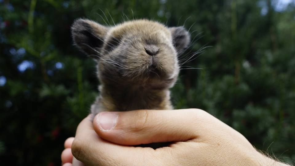 Mini Lop Baranek Miniaturowy Miniaturka Hiszpania Anglia metryka