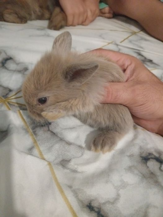 coelhos anoes holandês e mini lop