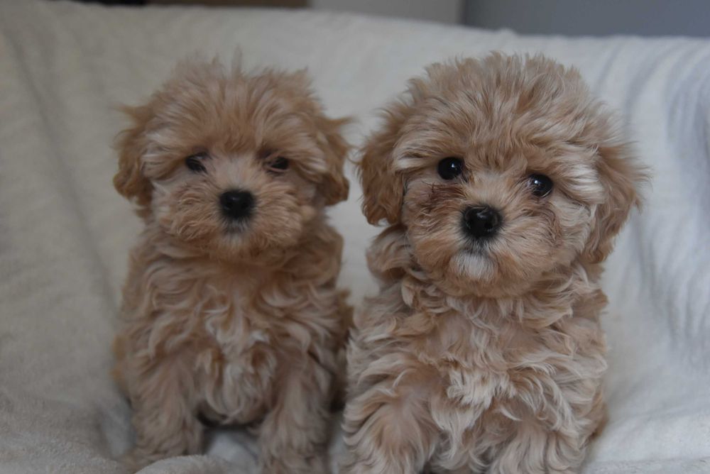 maltipoo śliczny maluszek