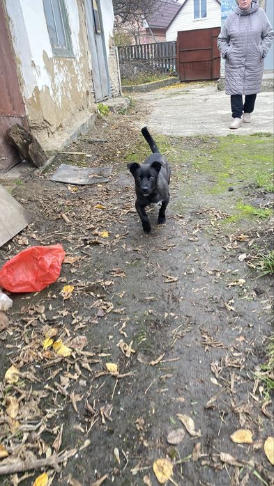 В добрі руки собачка