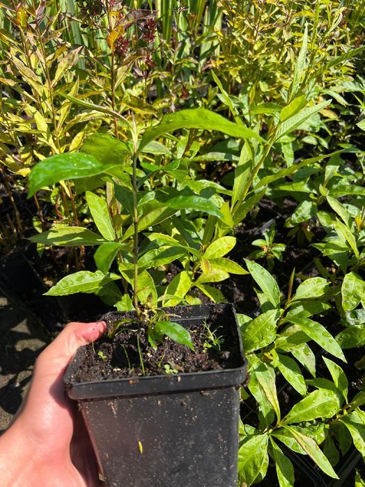 Floks wiechowaty 'Blind Lion' (Phlox paniculata) Doniczka P13