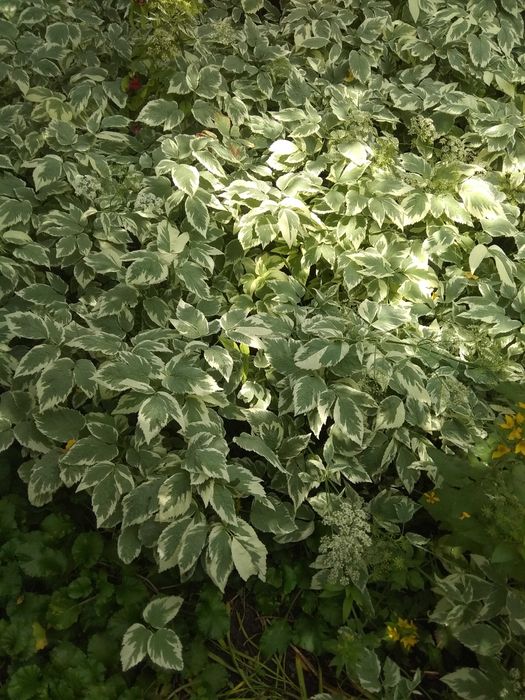 Рослини садові-камсис,лилии,коврик,хоста,климатис