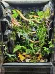 Terrarium tropikalne 40x40x60 gekon orzęsiony