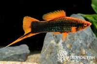 mieczyk czarny - Xiphophorus helleri black