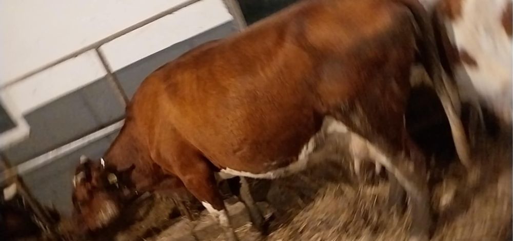 Sprzedam krowe lub zamienie