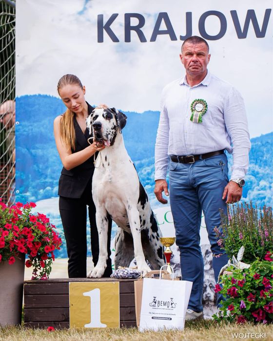 Szczenię dog niemiecki merle ZKwP/FCI z super skojarzenia!