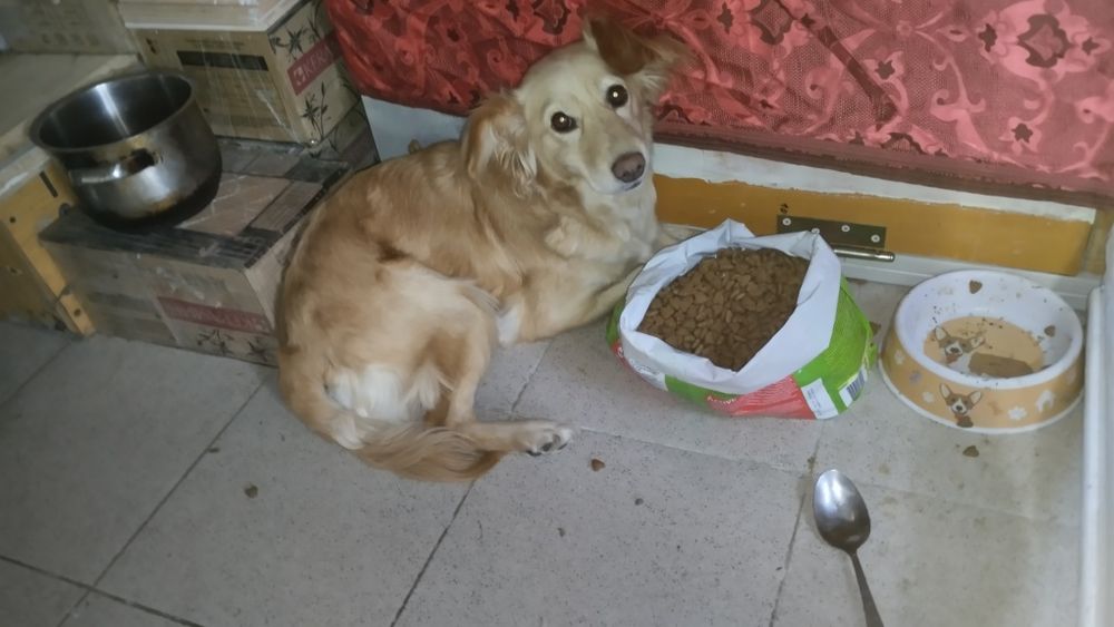 Передержка животных собак кошек грызунов птиц рептилий насекомых и тд