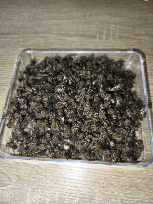 Пчелиный подмор сухой