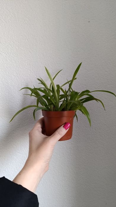 Хлорофітум варієгатний. Підрощена дітка