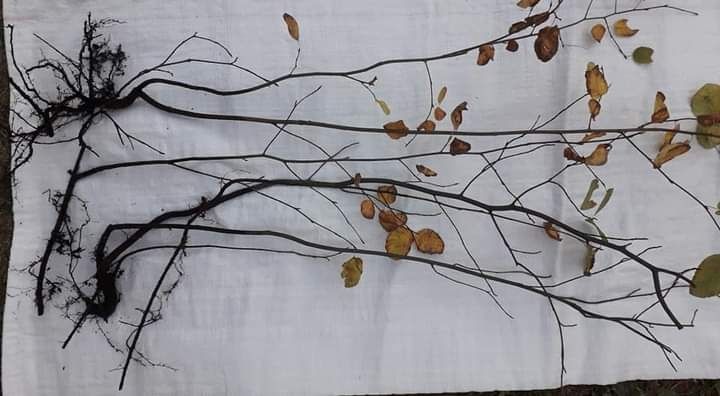 Ірга звичайна широколиста -канадська