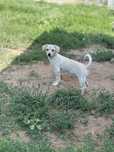 Suczki do adopcji