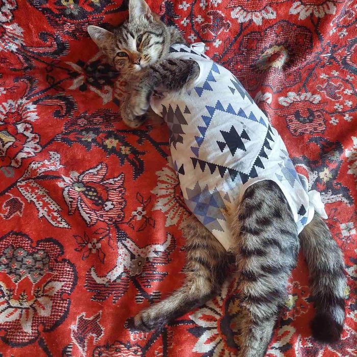 Котята котики отдам подросток девочка стерилизована