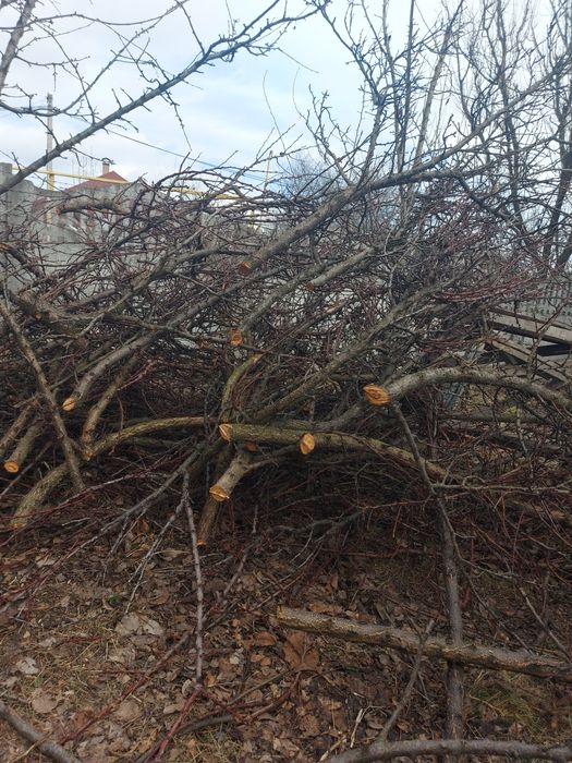 Гілки фруктових дерев 3-4м3 безкоштовно