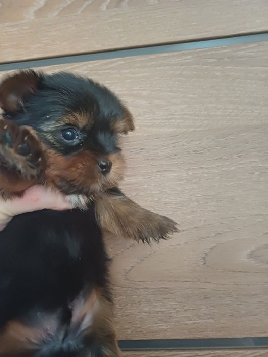 Йоркширские терьеры