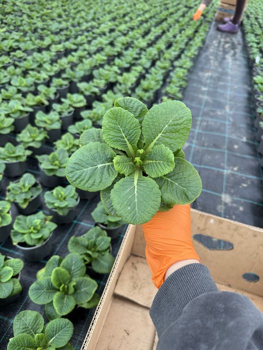 Примула махрова та звичайна