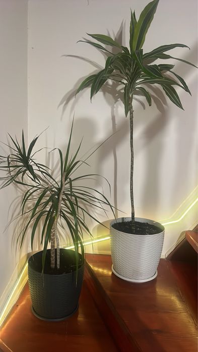 Квіти Білгород-Дністровський