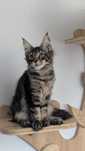 Gotowa do odbioru Maine Coon