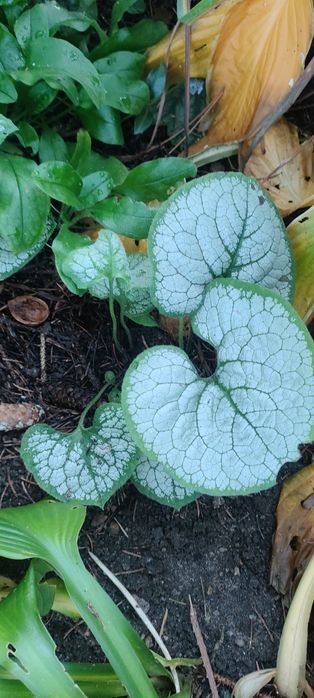 Sadzonki brunnera silver heart
