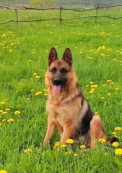 Продається собарка