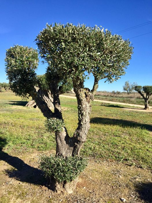 Oliveiras Bonsai - Alentejo