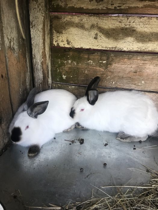 Продам кролі, кролики