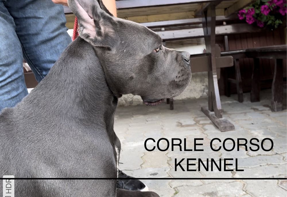 Cane Corso Piesek