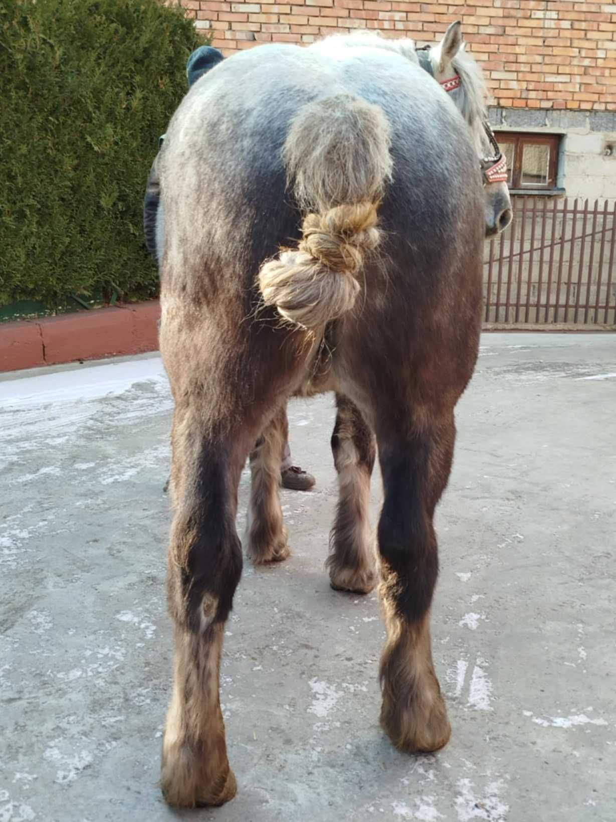 Sprzedam deresia na 4 roku