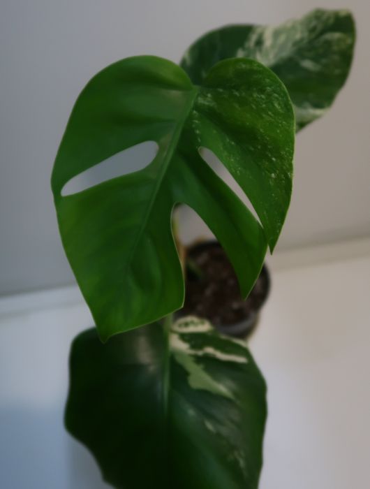 Монстера альба продажа Днепр