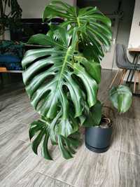 Monstera deliciosa duże liście