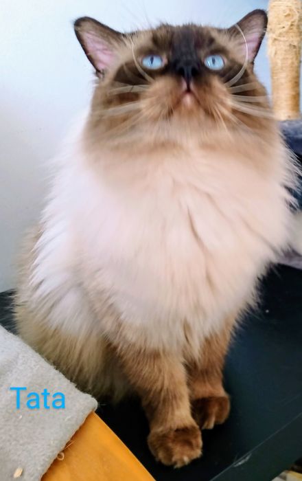 Kocurek Ragdoll z rodowodem i wyprawką