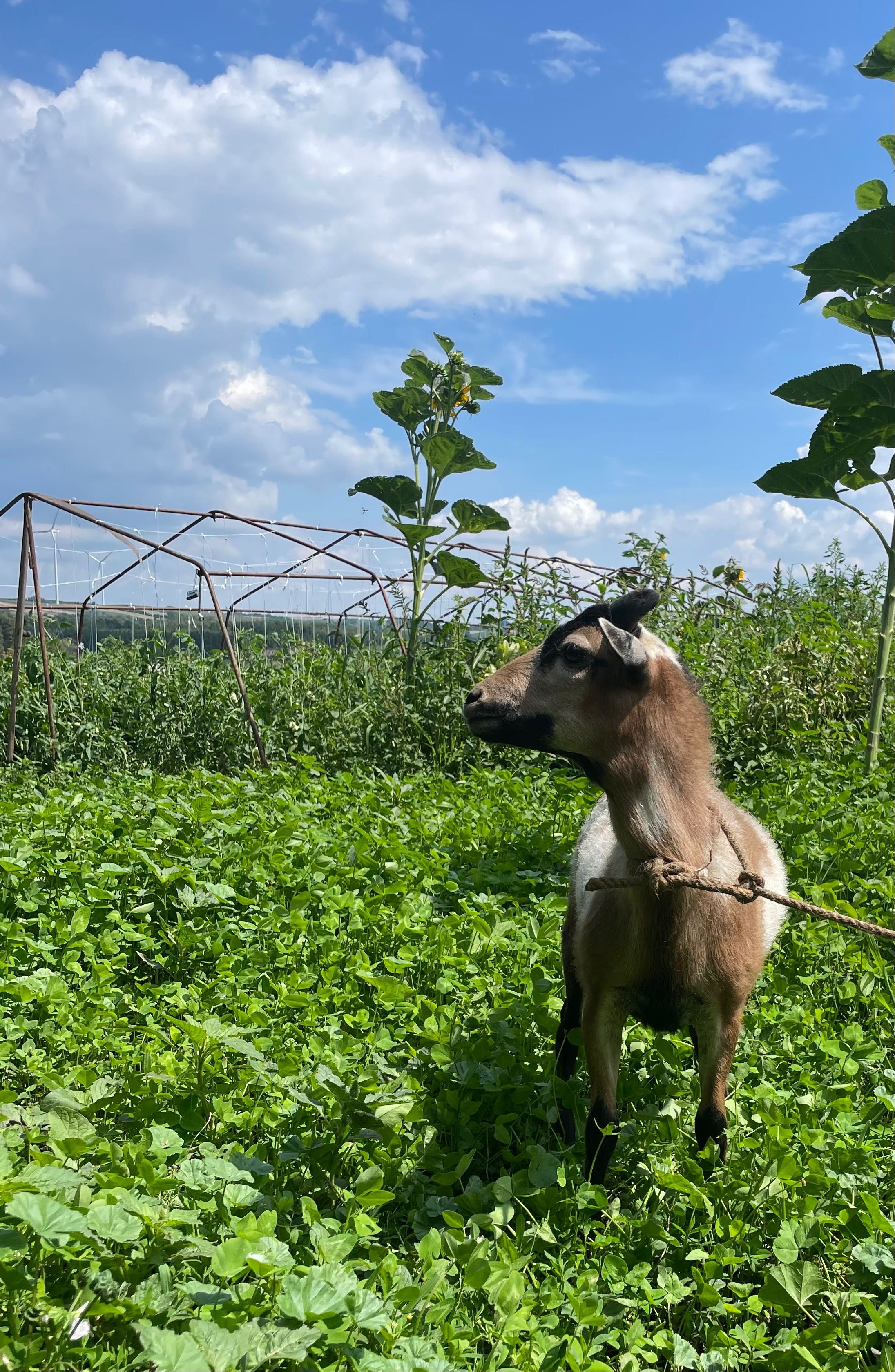Sprzedam barana kameruńskiego