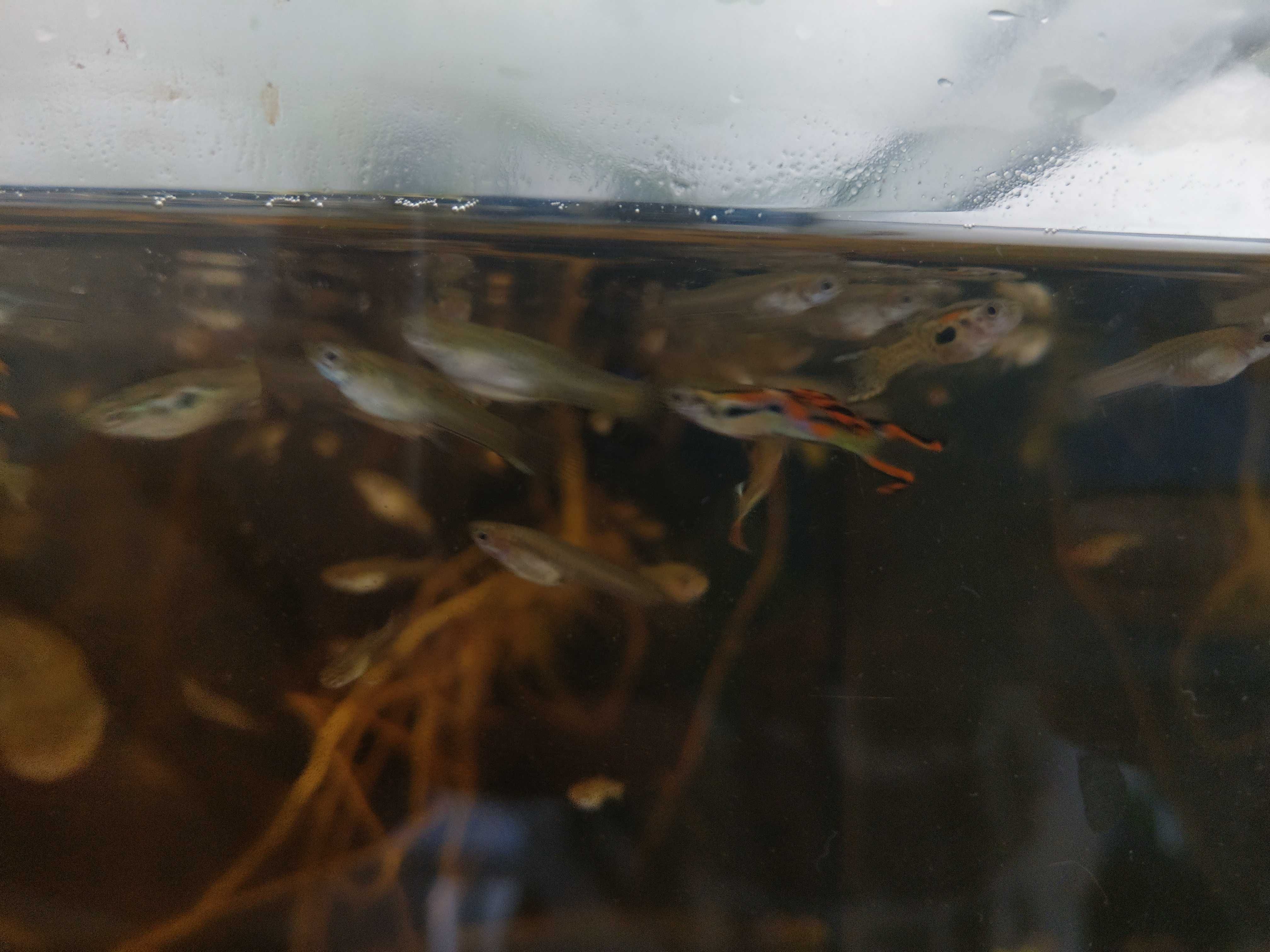 [LX] Guppy Endlers (Poecilia wingei)