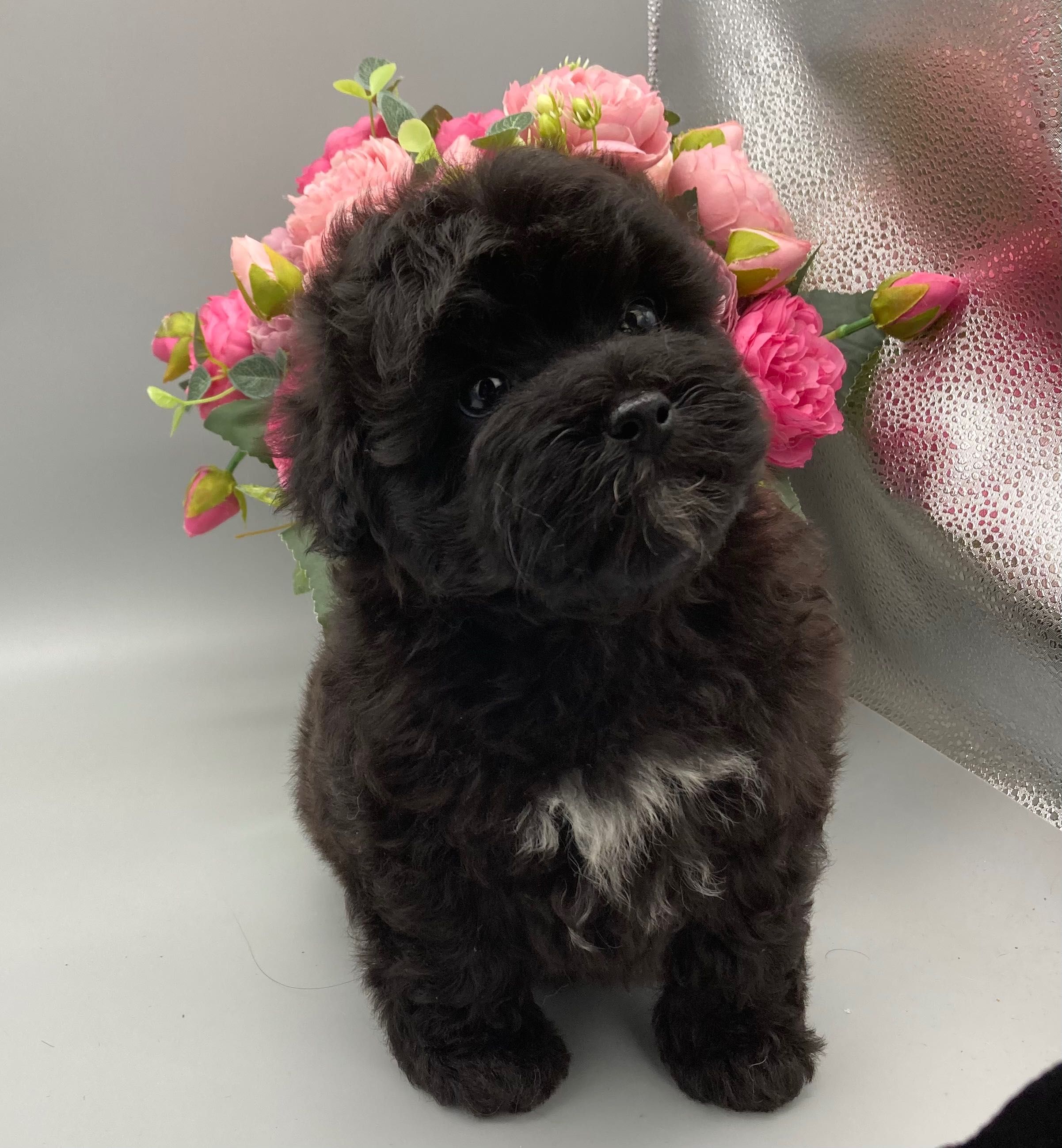 Black Maltipoo мальтипу в Киеве