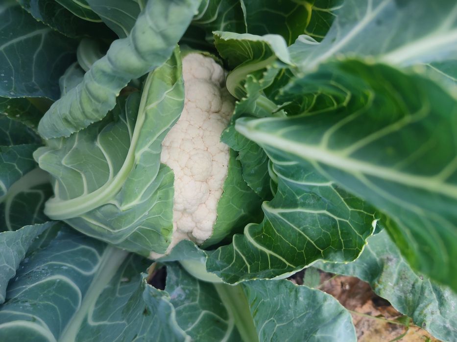 Продам цвітну капусту